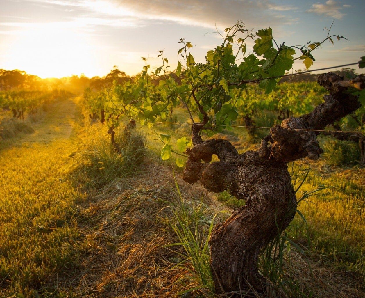 Henschke - courtesy of Wine Australia Henschke - courtesy of Wine Australia